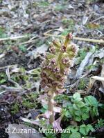 devětsil lékařský