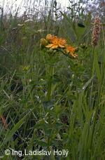 Výstup na Lysou Horu, Beskydy