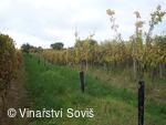 Vinařství Soviš, vinohrad