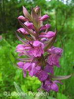 Vstavač májový v pěnovcových prameništích