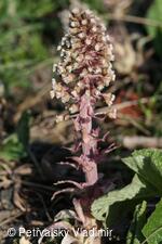 devětsil lékařský