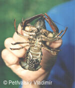 rak bahenní s vajíčky