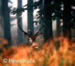 Bílé Karpaty, jelen